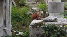BegraafplaatsWenen In de Shabbatslezingen gaat het over de zegen of de vloek voor het volk Israël. Die vloek, gevolg van ongehoorzaamheid, is gekomen in de vorm van eeuwenlange ballingschap, waarin de Joden over de wereld verspreid werden.