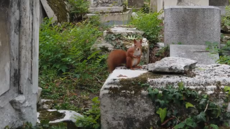 BegraafplaatsWenen In de Shabbatslezingen gaat het over de zegen of de vloek voor het volk Israël. Die vloek, gevolg van ongehoorzaamheid, is gekomen in de vorm van eeuwenlange ballingschap, waarin de Joden over de wereld verspreid werden.