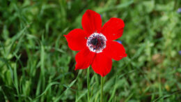 Park HaCarmel Anemone Wanneer in Israël de lente nadert, kleuren de velden rood van de anemonen. Kalaniot heten die in het Hebreeuws. Het is al een oud lied, Natan Alerman scheef het in 1945, Mosje Vilansky componeerde de muziek, en Shoshanah Demari zong het voor ons.
