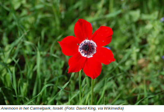 Park HaCarmel Anemone Wanneer in Israël de lente nadert, kleuren de velden rood van de anemonen. Kalaniot heten die in het Hebreeuws. Het is al een oud lied, Natan Alerman scheef het in 1945, Mosje Vilansky componeerde de muziek, en Shoshanah Demari zong het voor ons.