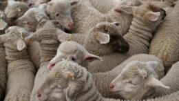 white sheep on brown field during daytime