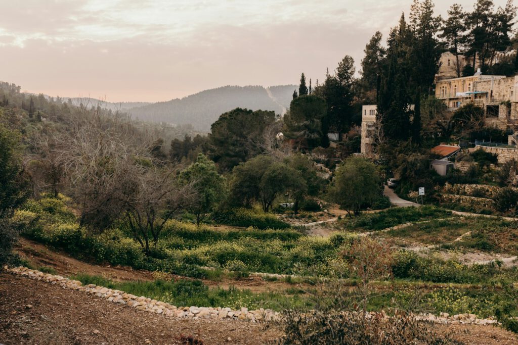 a view of a hillside with trees and buildings in the distance
