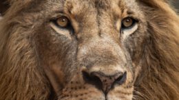 lion in close up shot