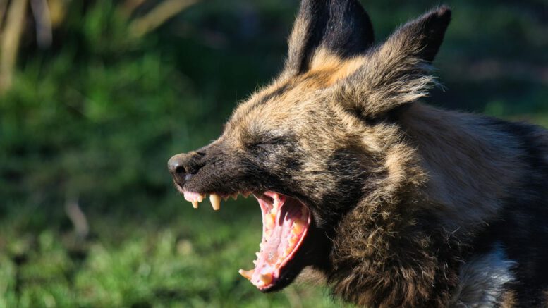 Close-up of a yawning African Wild Dog showcasing its teeth in the wild.