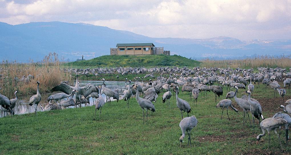 Archeologie: Huladal, van moeras tot vogelparadijs